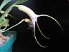 Masdevallia Snow Cone-snowconeside-jpg