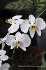 Phalaenopsis amabilis-f23_20110507013740472-jpg