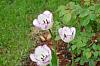 My tulips pictures-white_tulips-jpg