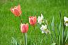 My tulips pictures-orange_tulips-jpg