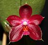 Phalaenopsis Fancy Free-img_0414-jpg