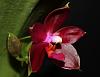 Phalaenopsis Fancy Free-img_0418-jpg