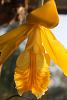 Prosthechea citrina-img_9882_small-jpg