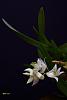 Dendrobium eriiflorum(Griff.1851)KEW-eriaefloru-jpg