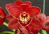 cymbidium 'Suzie Q' ??-pic_capt-jpg