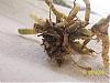 can an orchid survive from root rot?-100_0860-jpg