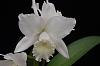 Cattleya Hawaiian Wedding 'Virgin'-hawaiian-wedding-virgin-jpg