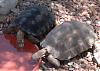 Our Pets-thirsty-tortoises-jpg