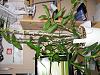 Phalaenopsis post bloom and Dendrobium 'Chiomy' problem-img_0998-jpg