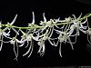 Dendrobium wassellii-000712-009-jpg