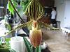 Do I have a Paph Roth of Some Kind?-img_3116-jpg