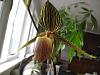 Do I have a Paph Roth of Some Kind?-img_3115-jpg