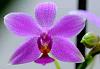 Celebrating 1 year with orchids-dsc_6404_600-jpg