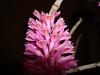Dendrobium secundum.-secundum-018-jpg