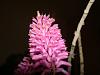 Dendrobium secundum.-1-006-jpg