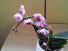 phalaenopsis bloom and blast!-2011-07-29-17-01-00-jpg