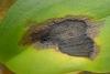 Dendrobium Cruetum leaves turning yellow with black spots-110-jpg