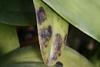 Dendrobium Cruetum leaves turning yellow with black spots-111-jpg