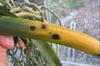 Dendrobium Cruetum leaves turning yellow with black spots-112-jpg