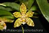 Phalaenopsis reichenbachiana-img_2990-jpg