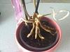 I think my phalaenopsis is dying :(-img_1640-jpg