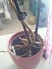 I think my phalaenopsis is dying :(-img_1641-jpg