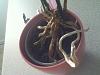 I think my phalaenopsis is dying :(-img_1642-jpg