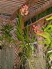 Vandas:  Does a cutting really take 9 years to bloom?-dscn6555-jpg