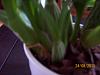 Oncidium Sweet Sugar-000_0009-jpg