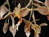 Stanhopea oculata or dodsoniana ?-p8290007-jpg