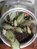 New terrariums!-020-jpg