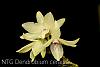 Dendrobium ceraula white color form-img_3492-jpg