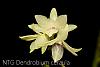 Dendrobium ceraula white color form-img_3495-jpg