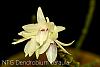 Dendrobium ceraula white color form-img_3498-jpg