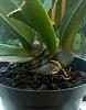 Psychopsis Repot - Moss? black roots-psychopsis-roots-2-jpg