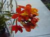 What it this orchid?-dsc03527-redo-jpg