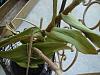 What it this orchid?-dsc03525-redo-jpg