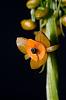 Have you ever seen these orchids before-2-jpg