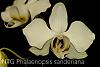 Phalaenopsis sanderiana - white blooms-img_4044-jpg