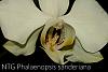 Phalaenopsis sanderiana - white blooms-img_4046-jpg