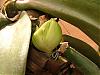 Can you guess what this is going to be?-bulb_phal_0623_bud-jpg