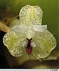 Have you ever seen these orchids before-5-jpg