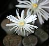 a cacti &amp; a lithop-lithops-flowers-jpg