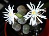 a cacti &amp; a lithop-lithops-flowers-2-jpg