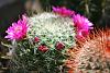 a cacti &amp; a lithop-mammilaria-zeilmanniana-flowers-sm-jpg