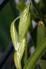 Coilostylis (Epidendrum) oerstedii-coilostylis-oerstedii-buds-jpg