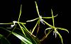 Coilostylis (Epidendrum) oerstedii-coilostylis-oerstedii-jpg