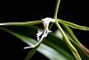 Coilostylis (Epidendrum) oerstedii-coilostylis-oerstedii-lip-jpg