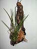 Some of my mounts-brassavola-ovaliformis-jpg