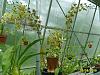 3 for me !!! Ctsm. Ten Dragons, Gramm. scriptum, Bulb. makoyanum-grammatophyllum-scriptum-var-kiilani-jpg